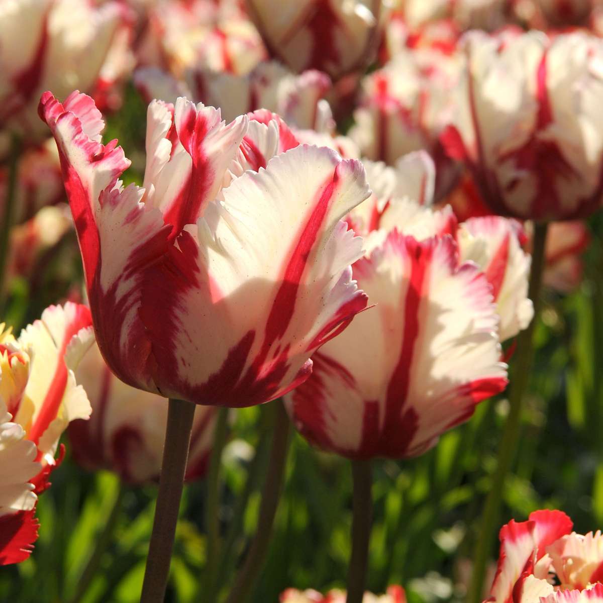 Tulip Bulbs - 21 Pcs. - Tulipa 'Estella Rijnveld' - Flower Bulbs - Red