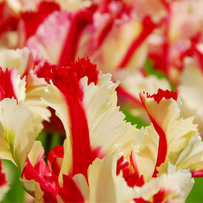 Tulip Bulbs - 21 Pcs. - Tulipa 'Estella Rijnveld' - Flower Bulbs - Red