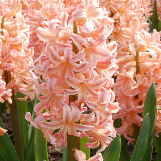 Hyacinth - 15 Pcs. - Hyacinthus 'Gipsy Queen' - Flower Bulbs - Orange
