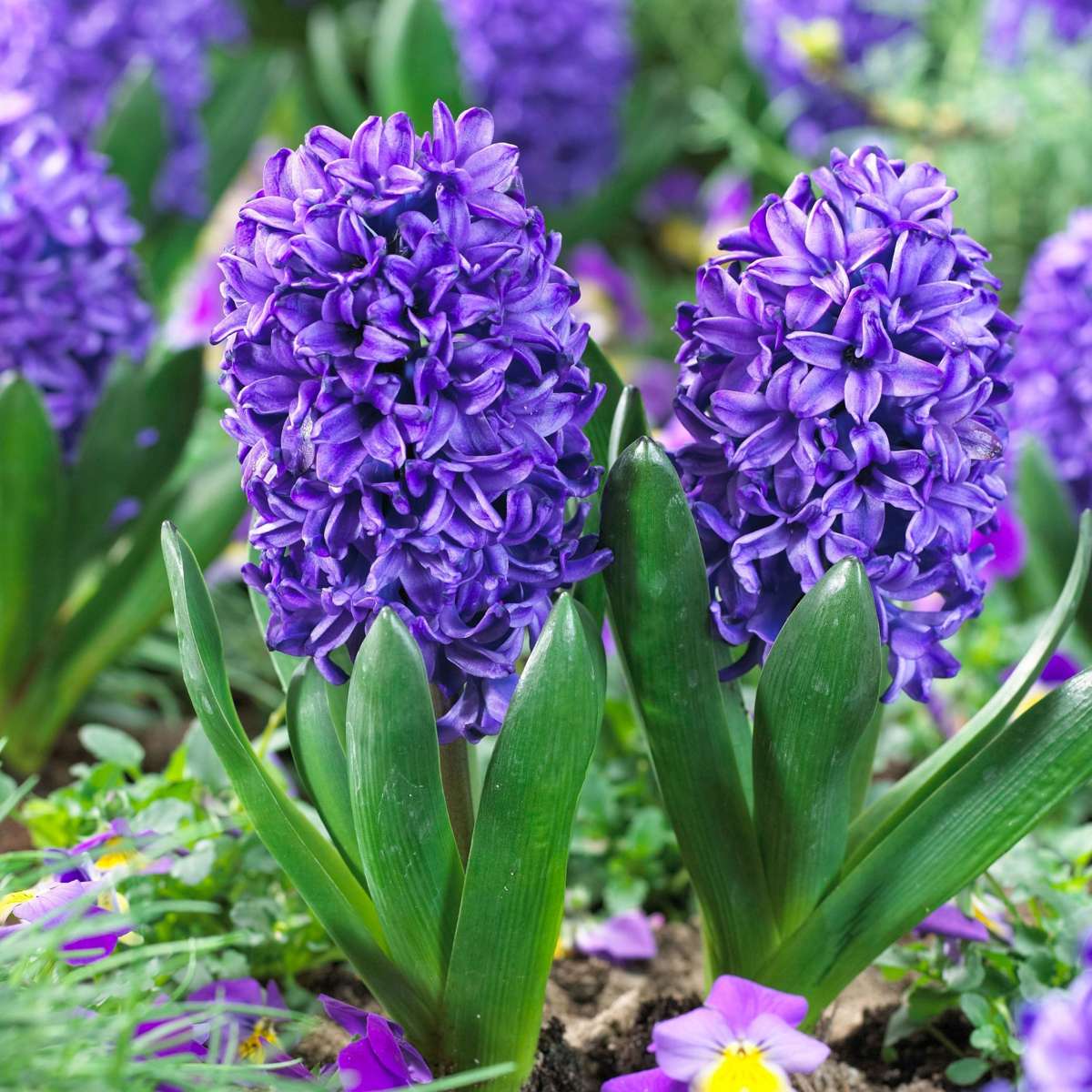 Hyacinth - 15 Pcs. - Hyacinthus 'Blue Trophy' - Flower Bulbs - Blue