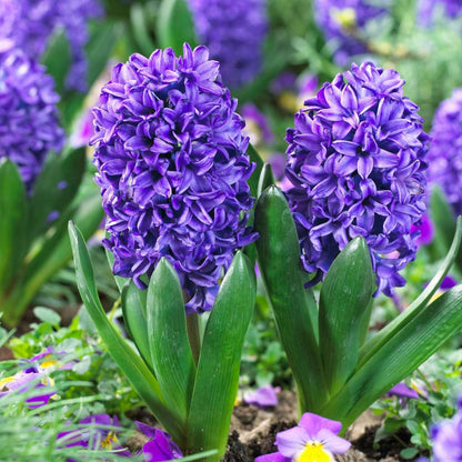 Hyacinth - 15 Pcs. - Hyacinthus 'Blue Trophy' - Flower Bulbs - Blue