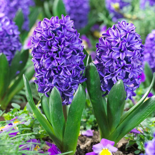 Hyacinth - 15 Pcs. - Hyacinthus 'Blue Trophy' - Flower Bulbs - Blue