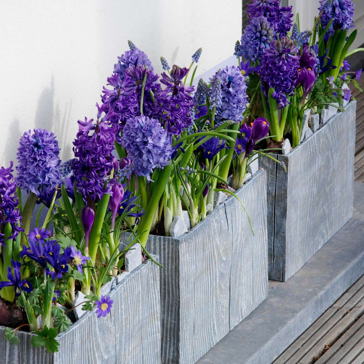 Hyacinth - 15 Pcs. - Hyacinthus 'Blue Trophy' - Flower Bulbs - Blue