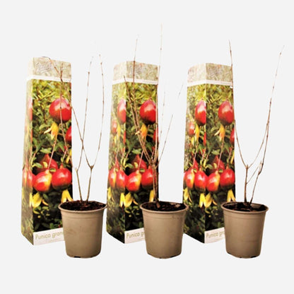 Fruit Trees Pomegranate Tree - 3 Pcs. - Punica Granatum - Height 25-40Cm - ⌀9Cm
