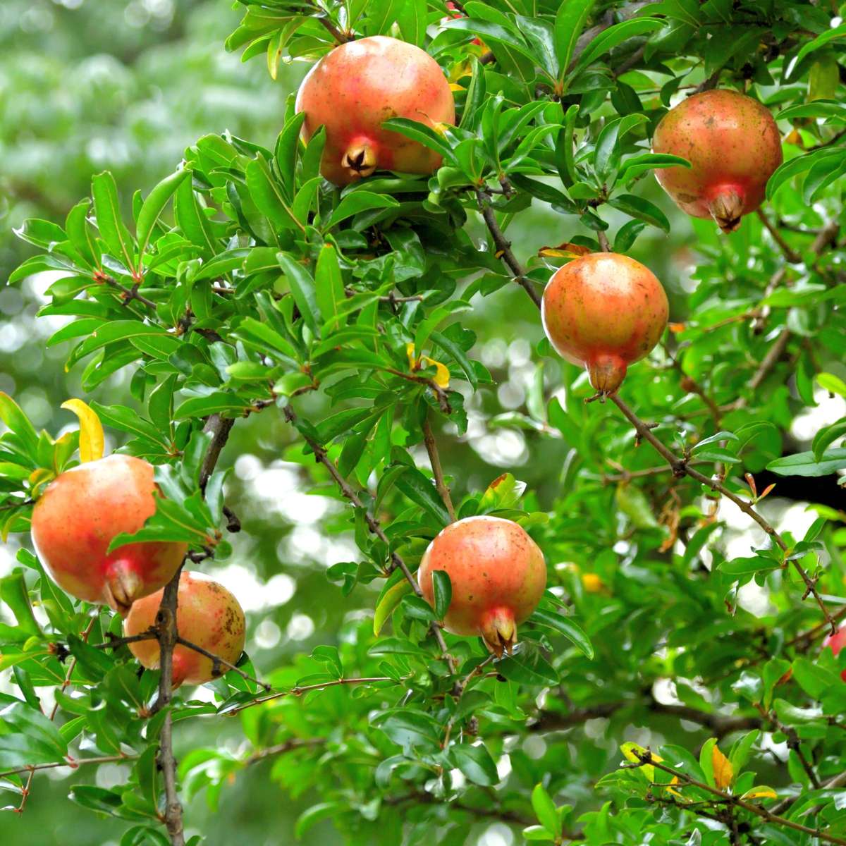 Fruit Trees Pomegranate Tree - 3 Pcs. - Punica Granatum - Height 25-40Cm - ⌀9Cm