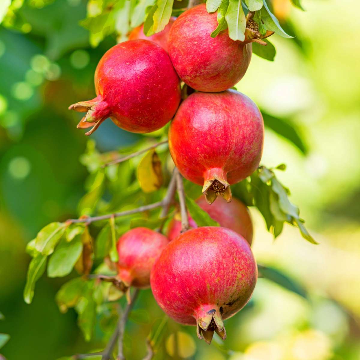 Fruit Trees Pomegranate Tree - 3 Pcs. - Punica Granatum - Height 25-40Cm - ⌀9Cm