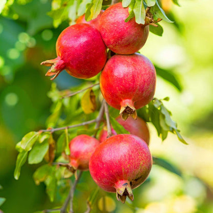 Fruit Trees Pomegranate Tree - 3 Pcs. - Punica Granatum - Height 25-40Cm - ⌀9Cm