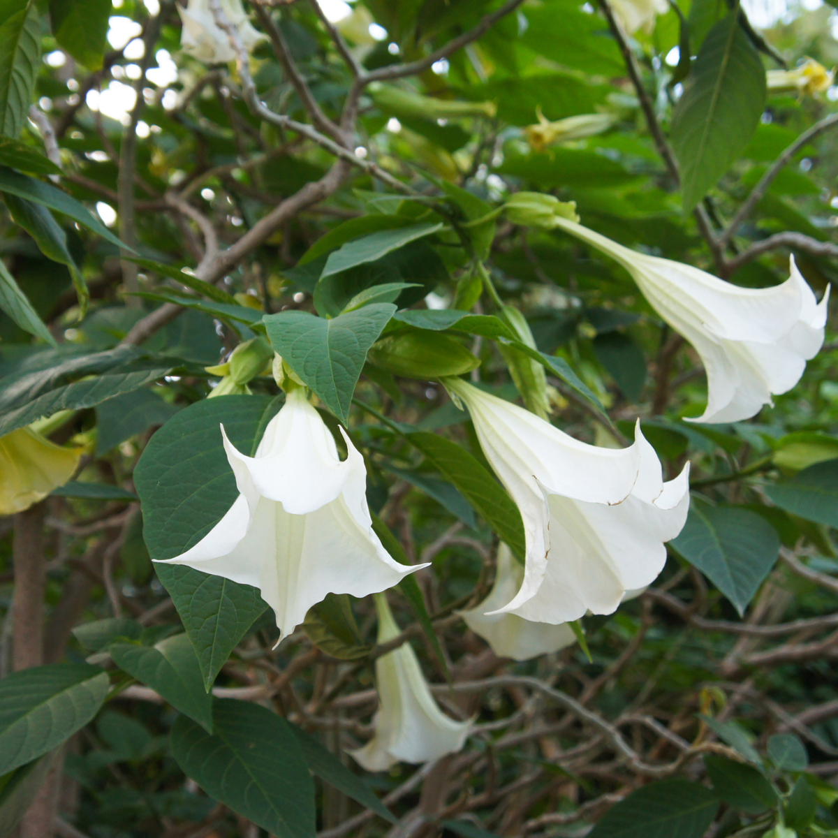 Other Garden Plants Angel's Trumpets - 3 Pcs. - Brugmansia - Height 25-40Cm - ⌀9Cm