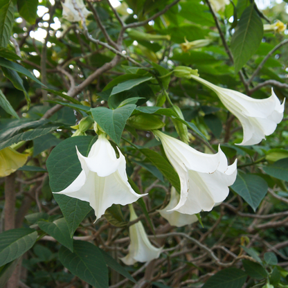 Other Garden Plants Angel's Trumpets - 3 Pcs. - Brugmansia - Height 25-40Cm - ⌀9Cm