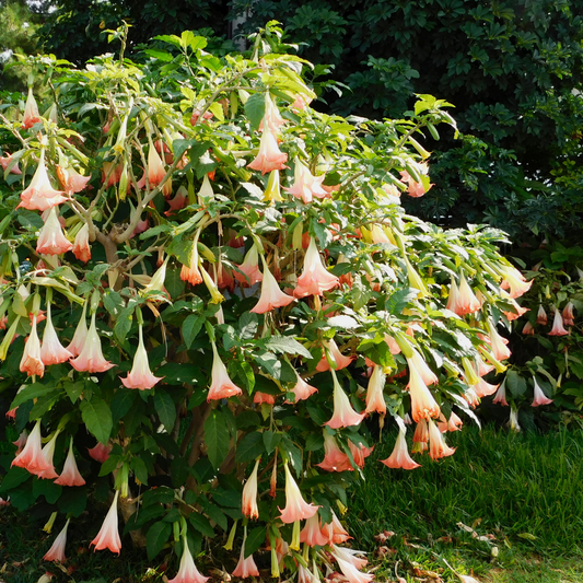 Other Garden Plants Angel's Trumpets - 3 Pcs. - Brugmansia - Height 25-40Cm - ⌀9Cm