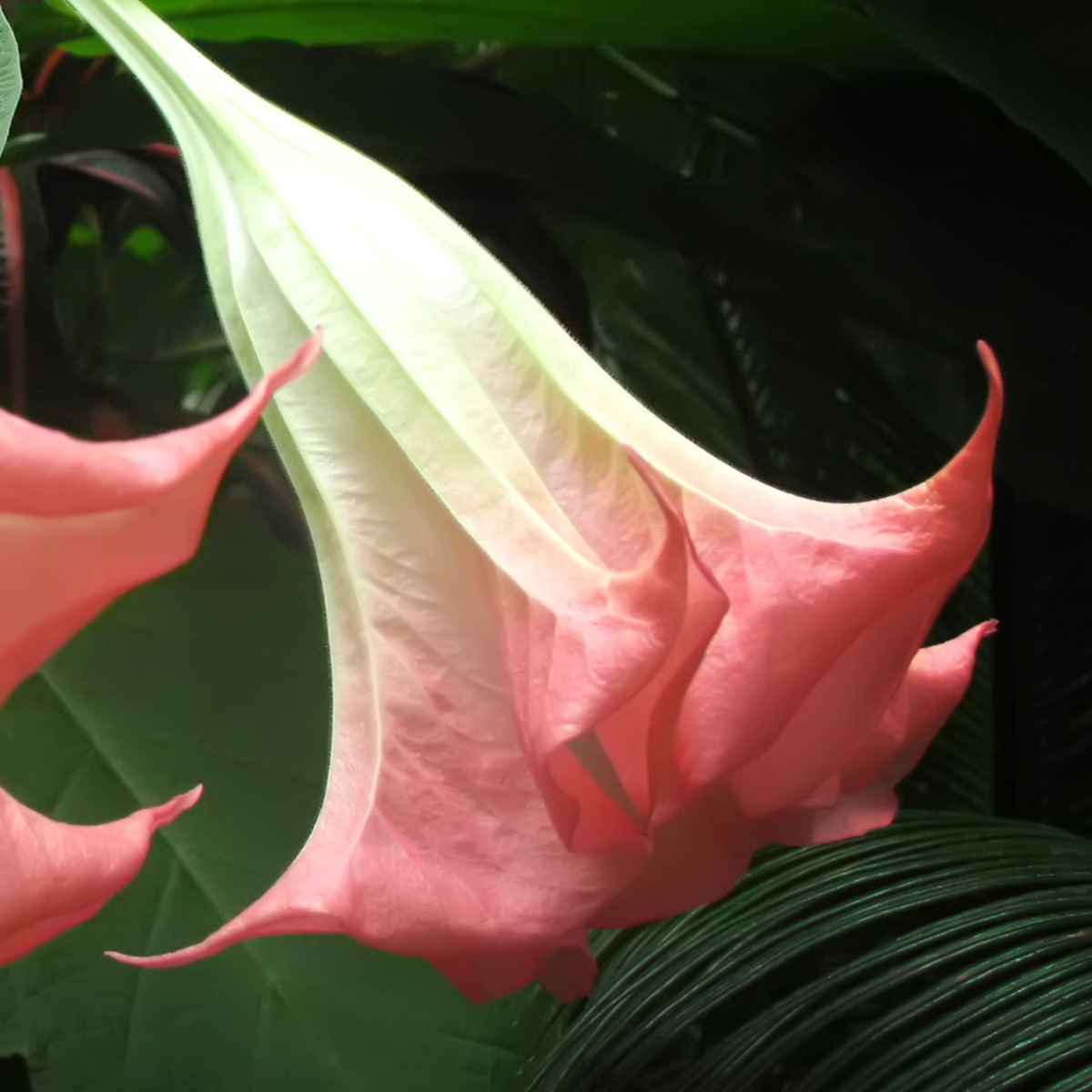 Other Garden Plants Angel's Trumpets - 3 Pcs. - Brugmansia - Height 25-40Cm - ⌀9Cm