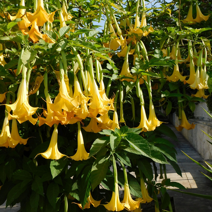 Other Garden Plants Angel's Trumpets - 3 Pcs. - Brugmansia - Height 25-40Cm - ⌀9Cm