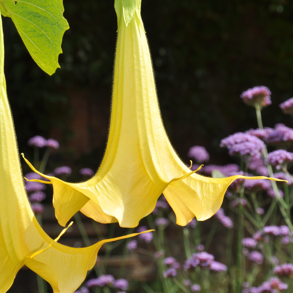 Other Garden Plants Angel's Trumpets - 3 Pcs. - Brugmansia - Height 25-40Cm - ⌀9Cm