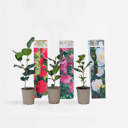 Roses Japanese Camellia - 3 Pcs. - Camellia Japonica - Height 25-40Cm - ⌀9Cm