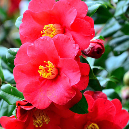 Roses Japanese Camellia - 3 Pcs. - Camellia Japonica - Height 25-40Cm - ⌀9Cm