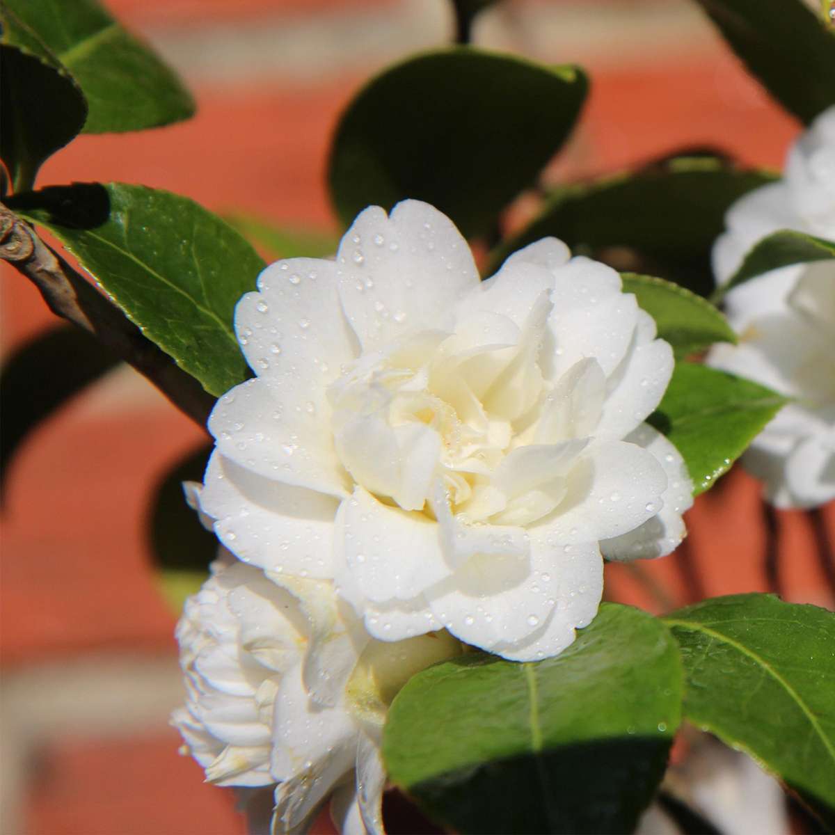 Roses Japanese Camellia - 3 Pcs. - Camellia Japonica - Height 25-40Cm - ⌀9Cm