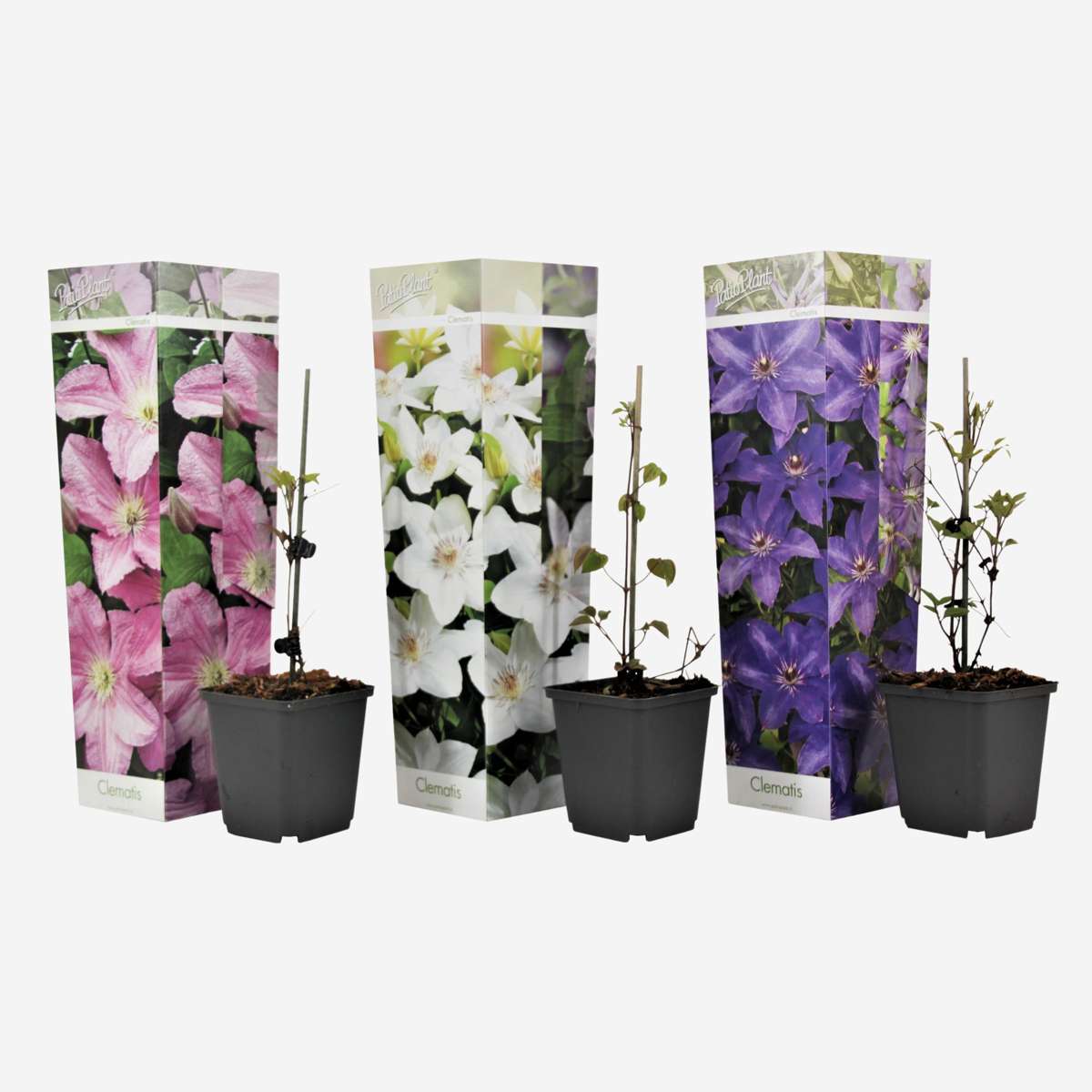 Climbers Leather Flower - 3 Pcs. - Clematis Hybrid - Height 25-40Cm - ⌀9Cm