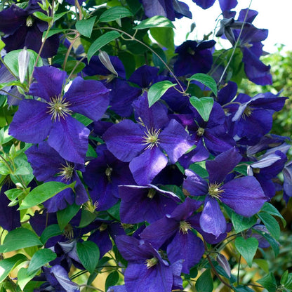 Climbers Leather Flower - 3 Pcs. - Clematis Hybrid - Height 25-40Cm - ⌀9Cm