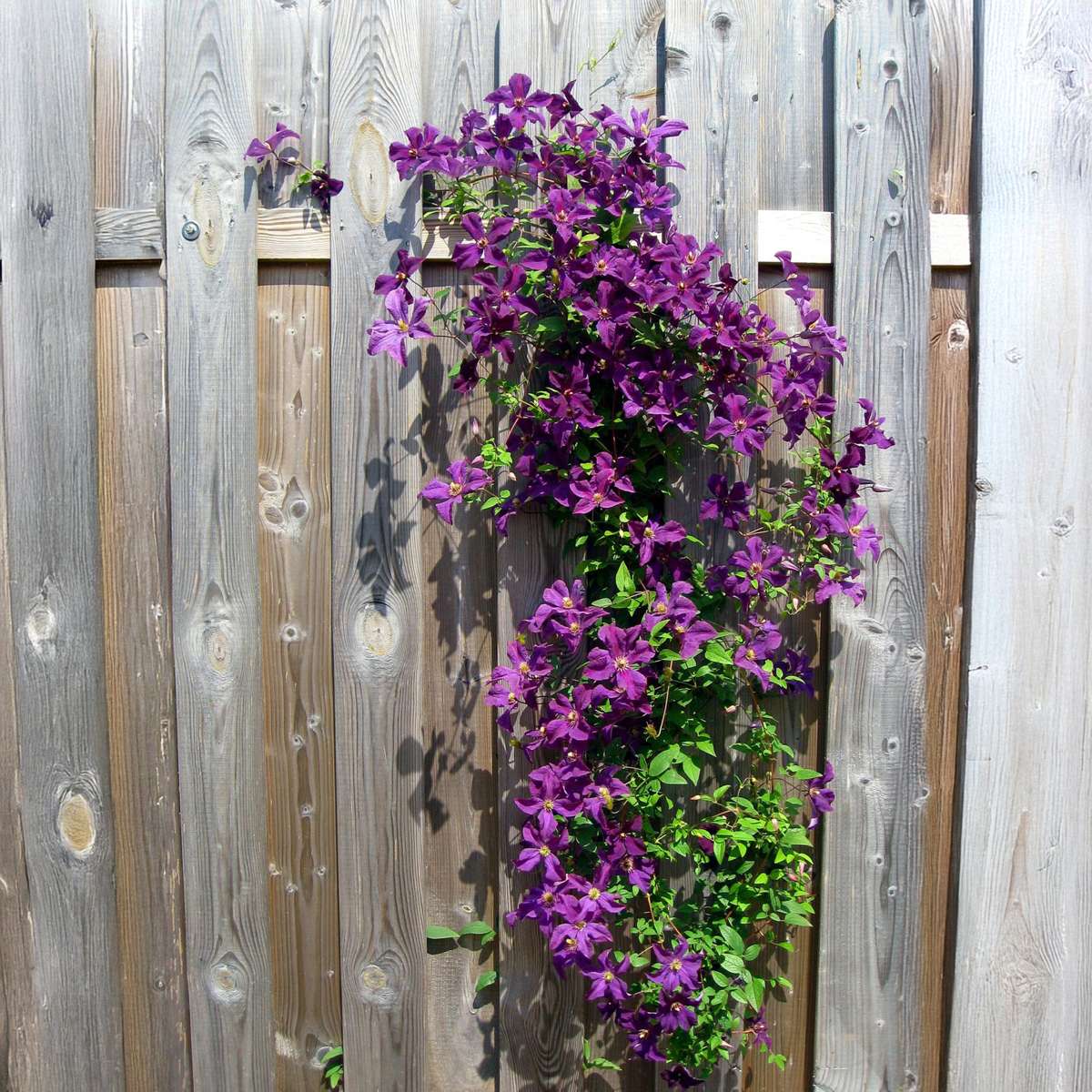 Climbers Leather Flower - 3 Pcs. - Clematis Hybrid - Height 25-40Cm - ⌀9Cm