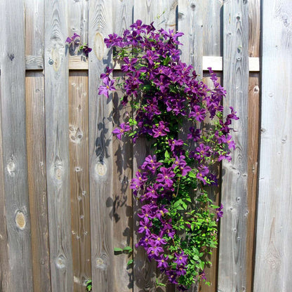 Climbers Leather Flower - 3 Pcs. - Clematis Hybrid - Height 25-40Cm - ⌀9Cm
