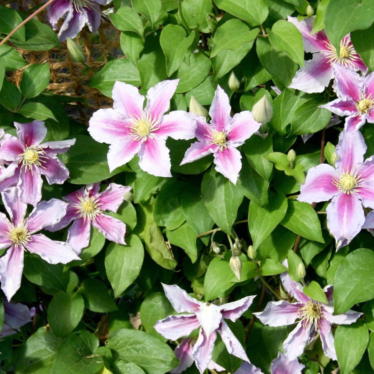 Climbers Leather Flower - 3 Pcs. - Clematis Hybrid - Height 25-40Cm - ⌀9Cm