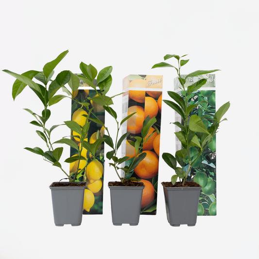 Fruit Trees Citrus Mix - 3 Pcs. - Citrus Limon - Height 25-40Cm - ⌀9Cm