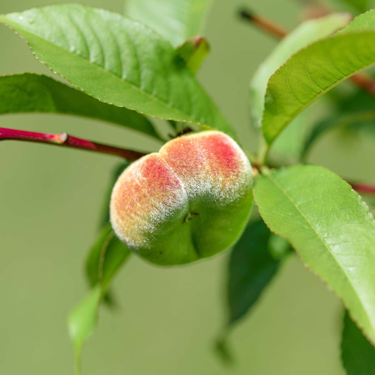 Fruit Trees Peach Tree - Prunus Persica 'Saturne' - Height 60-70Cm - ⌀15Cm