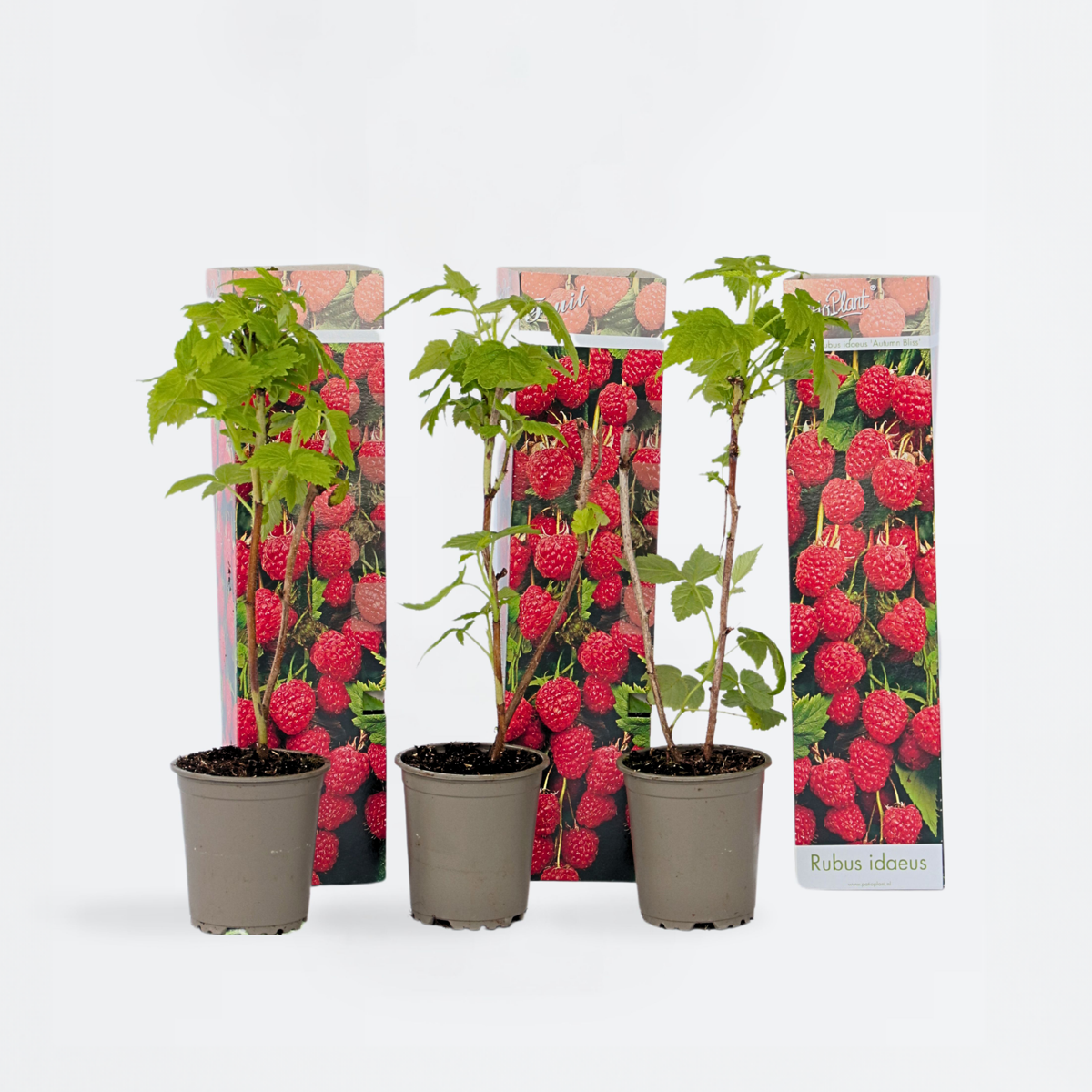 Fruit Trees Raspberry Plant - 3 Pcs. - Rubus Ideaus 'Autumn Bliss' - Height 25-40Cm - ⌀9Cm