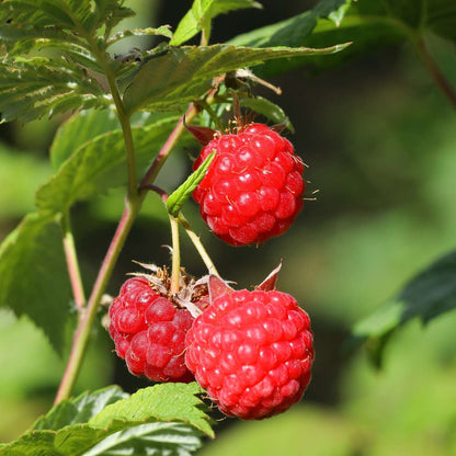 Fruit Trees Raspberry Plant - 3 Pcs. - Rubus Ideaus 'Autumn Bliss' - Height 25-40Cm - ⌀9Cm