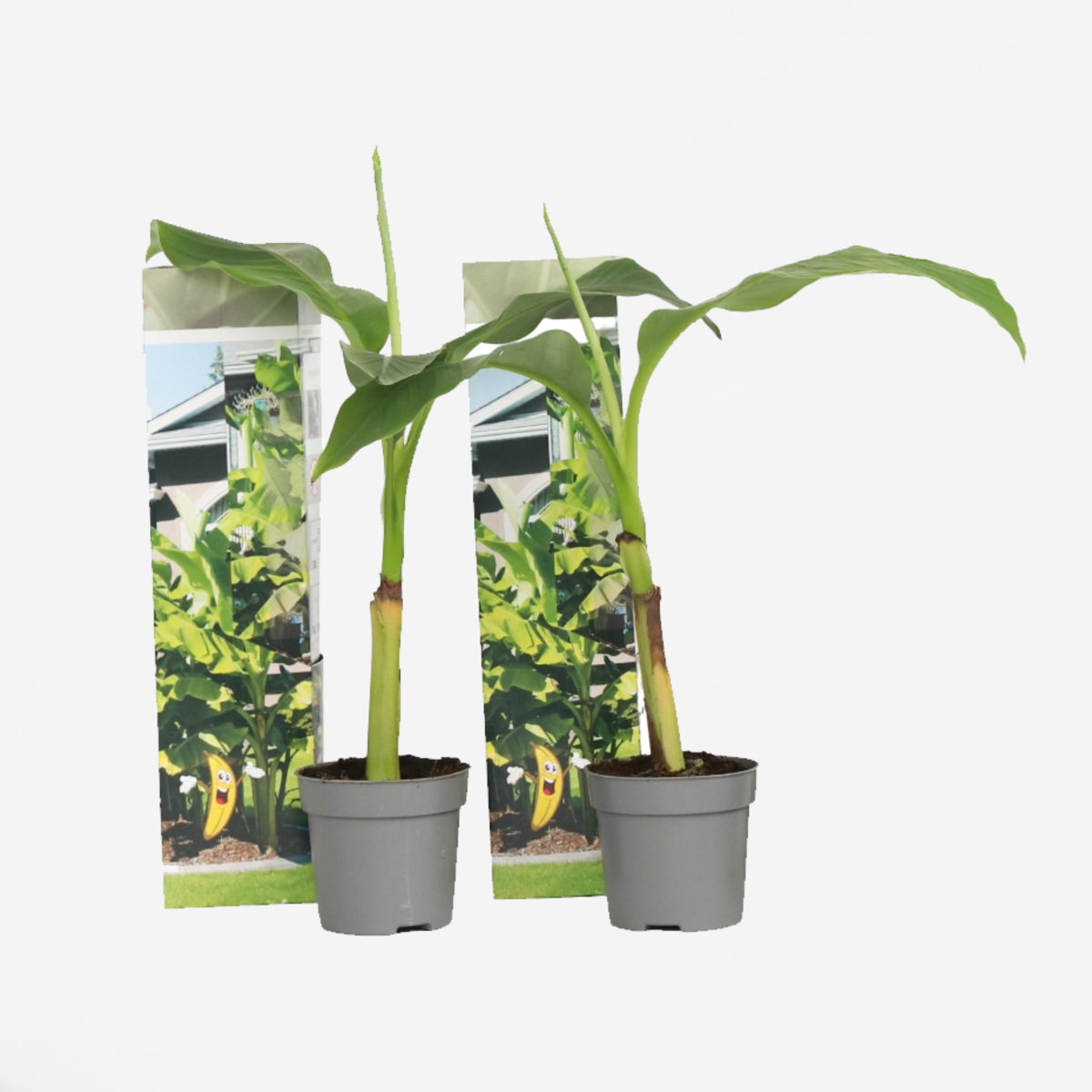 Fruit Trees Hardy Banana - 2 Pcs. - Musa Basjoo - Height 25-40Cm - ⌀9Cm