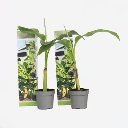 Fruit Trees Hardy Banana - 2 Pcs. - Musa Basjoo - Height 25-40Cm - ⌀9Cm