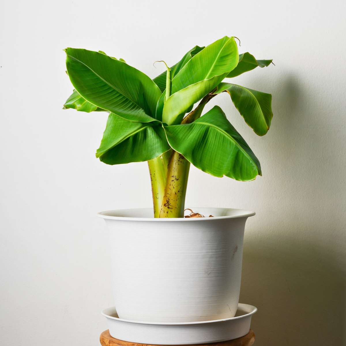 Fruit Trees Hardy Banana - 2 Pcs. - Musa Basjoo - Height 25-40Cm - ⌀9Cm