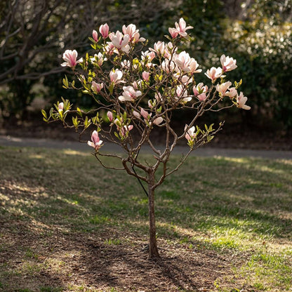 Magnolias - 3 Pcs. - Magnolia - Height 25-40Cm - ⌀9Cm