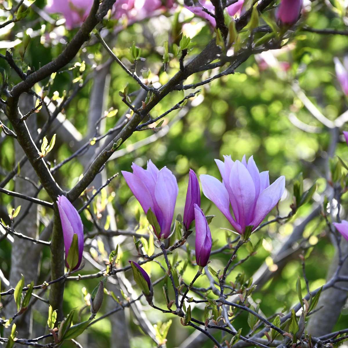 Magnolias - 3 Pcs. - Magnolia - Height 25-40Cm - ⌀9Cm