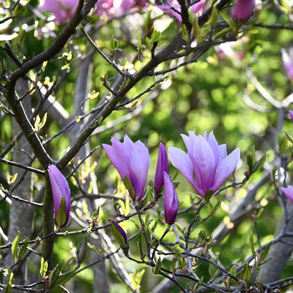Magnolias - 3 Pcs. - Magnolia - Height 25-40Cm - ⌀9Cm