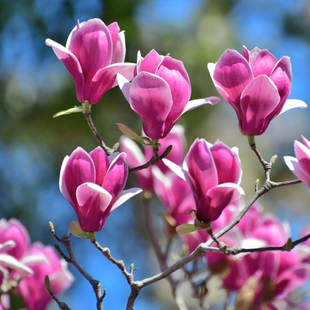 Magnolias - 3 Pcs. - Magnolia - Height 25-40Cm - ⌀9Cm