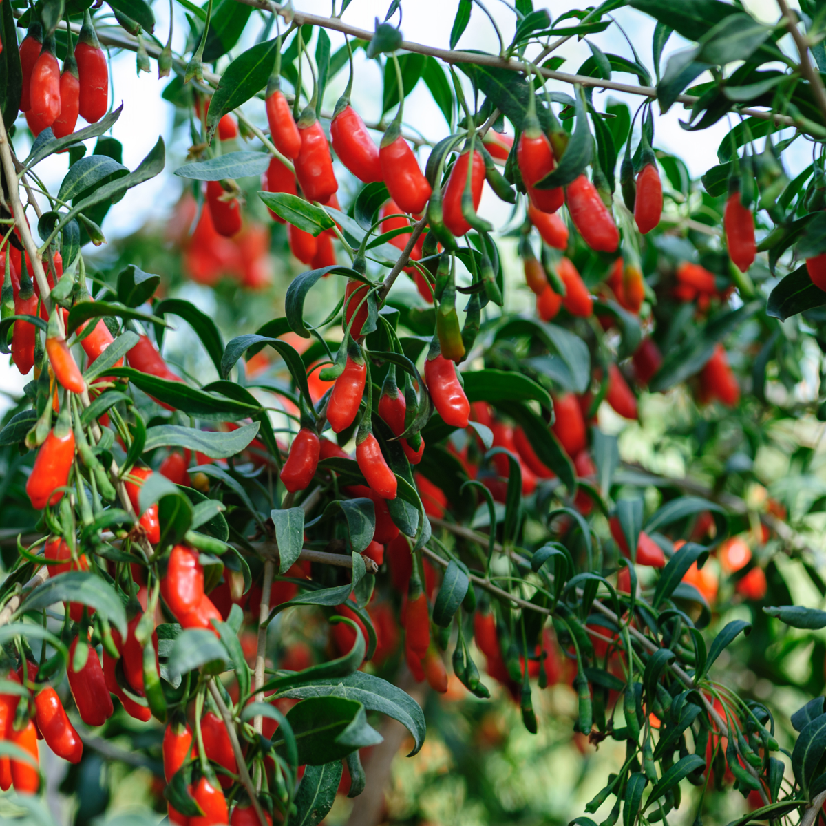 Fruit Trees Goji Berries - 3 Pcs. - Lycium Barbarum - Height 25-40Cm - ⌀9Cm