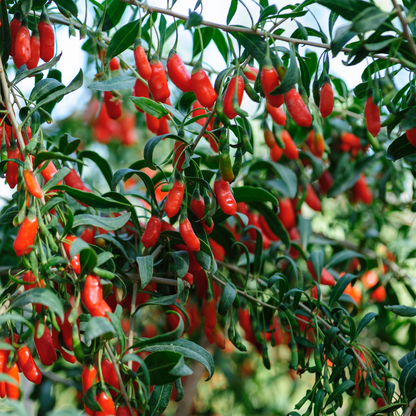 Fruit Trees Goji Berries - 3 Pcs. - Lycium Barbarum - Height 25-40Cm - ⌀9Cm