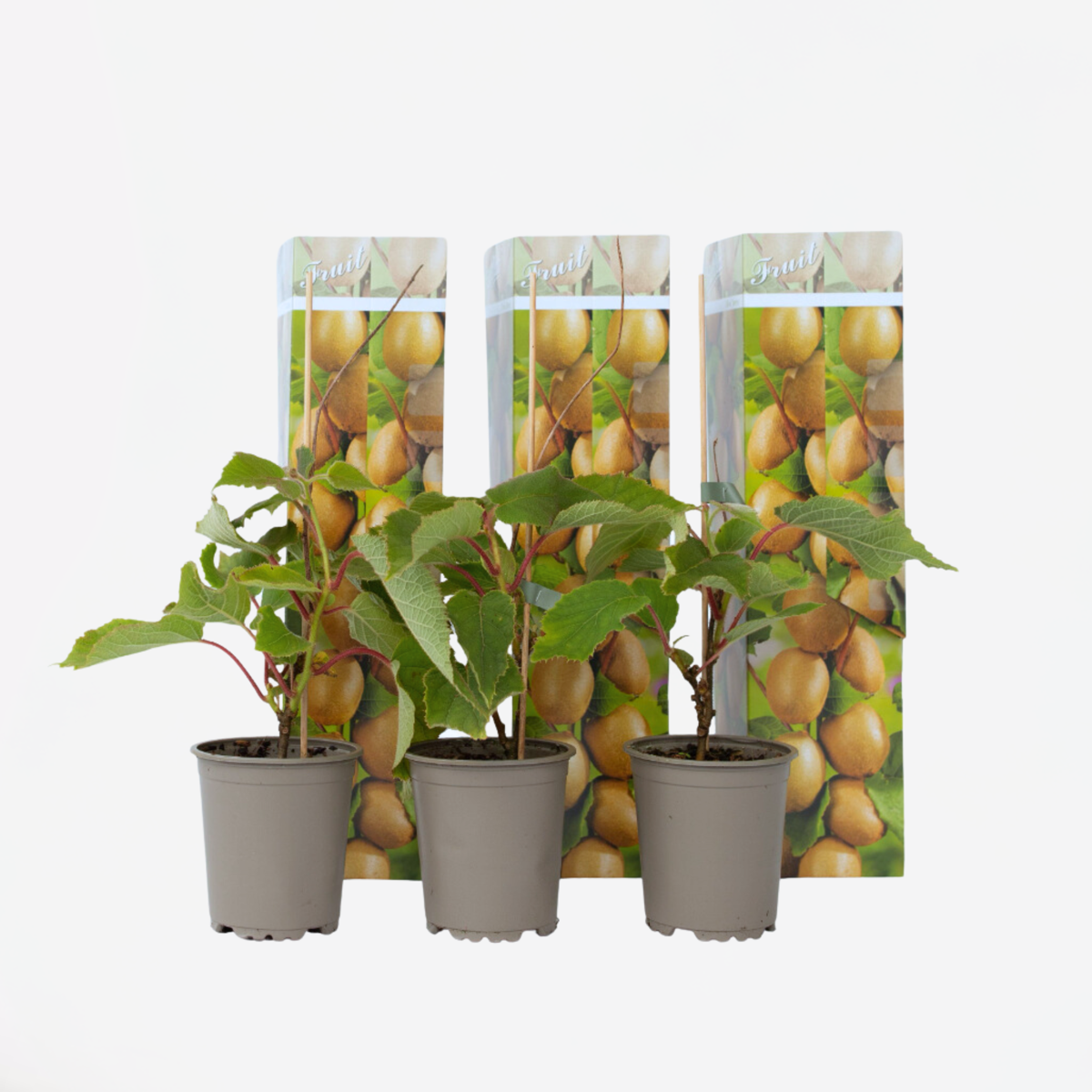 Fruit Trees Kiwi Fruit - 3 Pcs. - Actinidia Deliciosa 'Jenny' - Height 20-40Cm - ⌀9Cm
