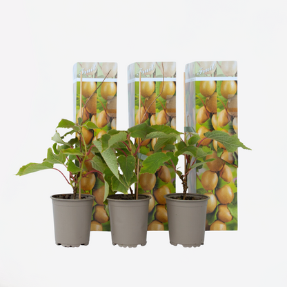 Fruit Trees Kiwi Fruit - 3 Pcs. - Actinidia Deliciosa 'Jenny' - Height 20-40Cm - ⌀9Cm