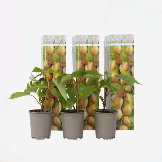 Fruit Trees Kiwi Fruit - 3 Pcs. - Actinidia Deliciosa 'Jenny' - Height 20-40Cm - ⌀9Cm
