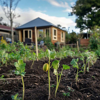 Fruit Trees Kiwi Fruit - 3 Pcs. - Actinidia Deliciosa 'Jenny' - Height 20-40Cm - ⌀9Cm
