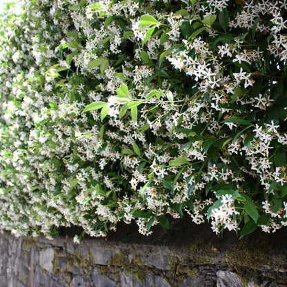 Climbers Star Of Jasmine - 3 Pcs. - Trachelospermum Jasminoides - Height 25-40Cm - ⌀9Cm