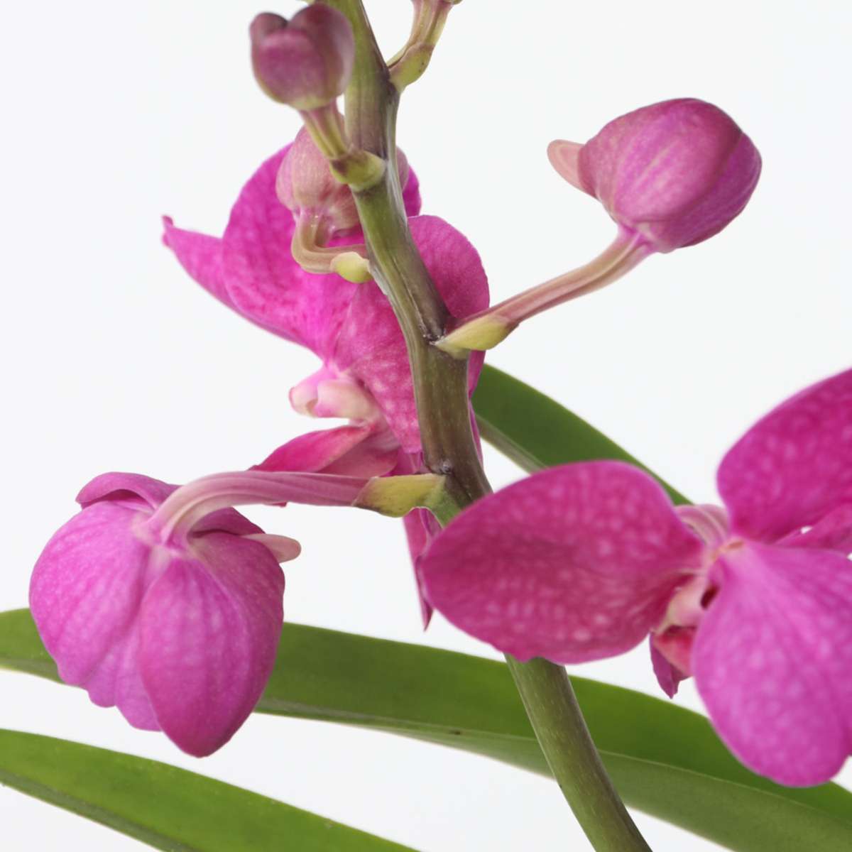Vanda Orchid - Vanda 'Pink' - Height 45-55Cm