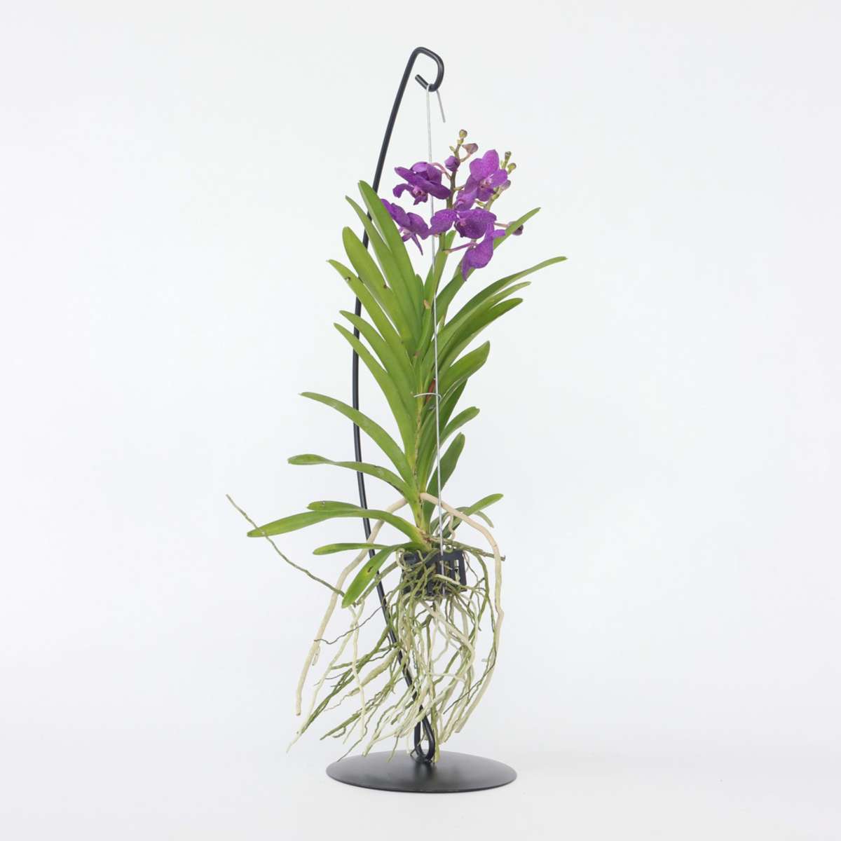 Vanda Orchid - Vanda 'Blue' - Height 45-55Cm