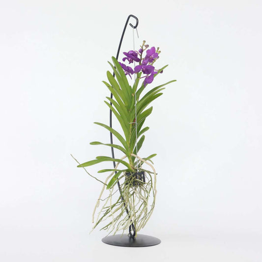 Vanda Orchid - Vanda 'Blue' - Height 45-55Cm