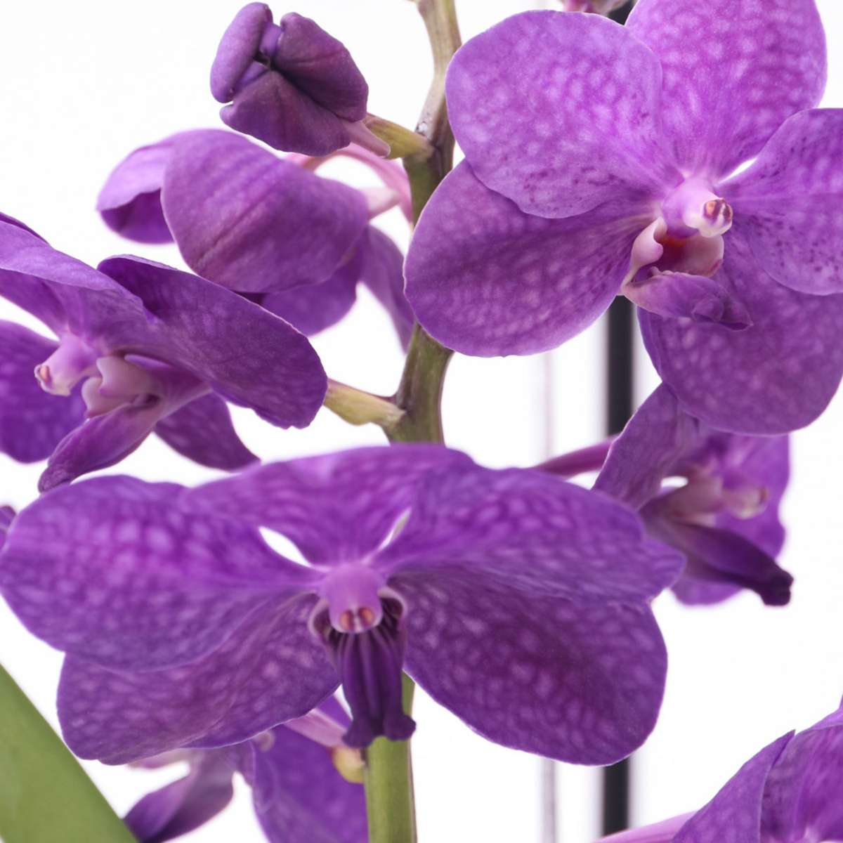 Vanda Orchid - Vanda 'Blue' - Height 45-55Cm