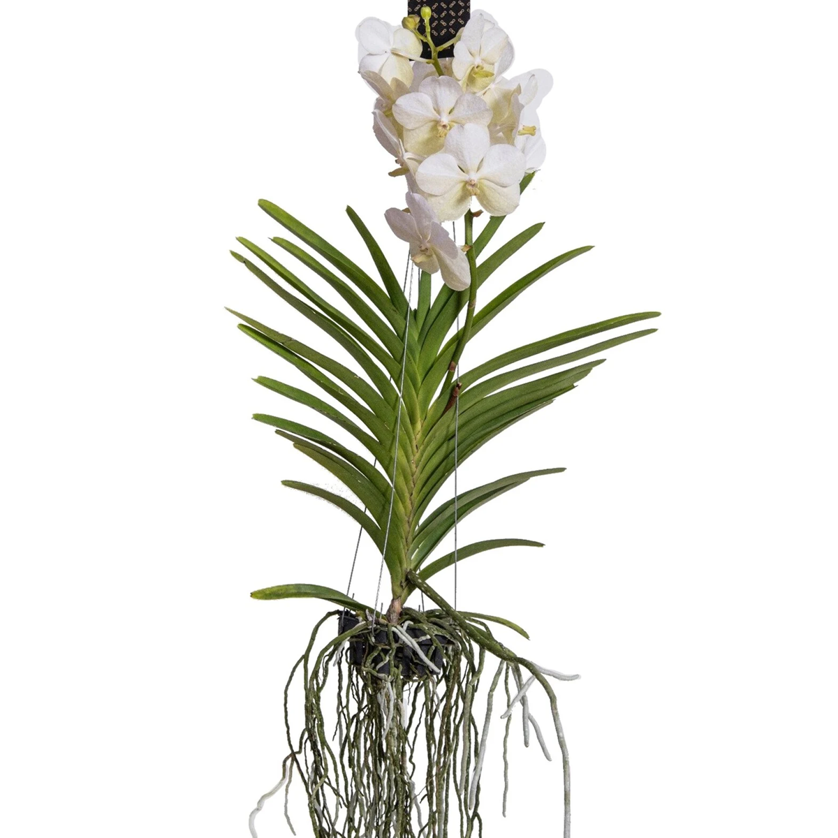 Vanda Orchid - Vanda 'White' - Height 55-65Cm