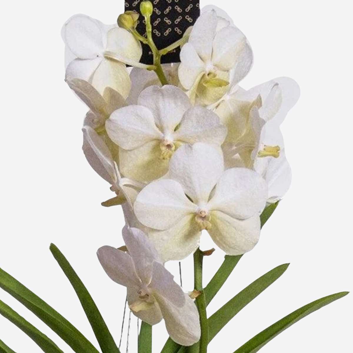Vanda Orchid - Vanda 'White' - Height 55-65Cm