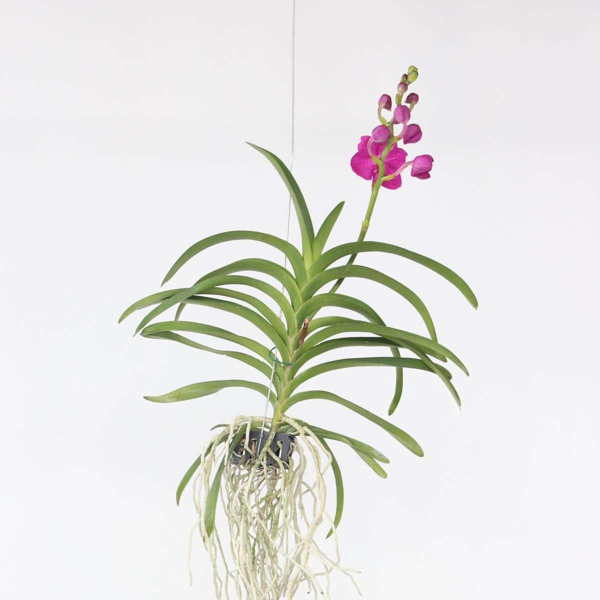 Vanda Orchid - Vanda 'Pink' - Height 55-65Cm